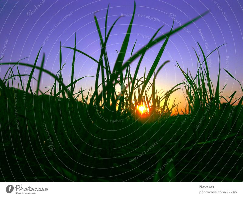 Ameisenperspektive Sonne Natur Pflanze Erde Himmel Wolkenloser Himmel Sonnenaufgang Sonnenuntergang Sonnenlicht Frühling Sommer Herbst Schönes Wetter Gras
