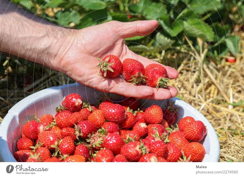 Erdbeeren frisch Hand Beeren Ernte Feld rot lecker süß Vitamin Sommer Garten reif Gesunde Ernährung Frucht geschmackvoll Lebensmittel Dessert saftig Natur Blatt