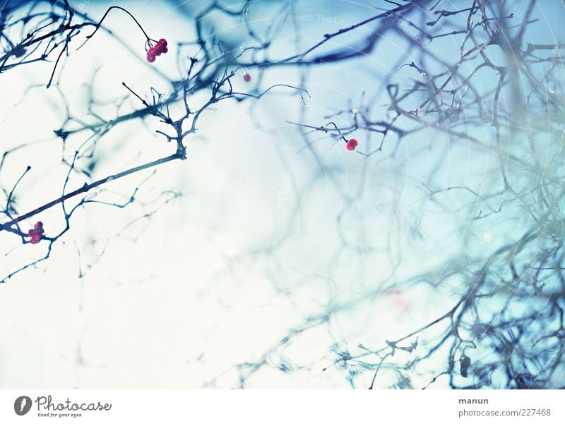 Gestrüpp Natur Winter Nebel Eis Frost Zweige u. Äste ästhetisch außergewöhnlich frisch hell blau Surrealismus Farbfoto Gedeckte Farben Außenaufnahme abstrakt