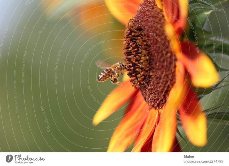 Biene Nektar Blume Honig Insekt Natur Tier klein Makroaufnahme Garten Fliege Pollen grün Sommer gelb Frühling Saison Außenaufnahme Wildtier Blüte Flügel