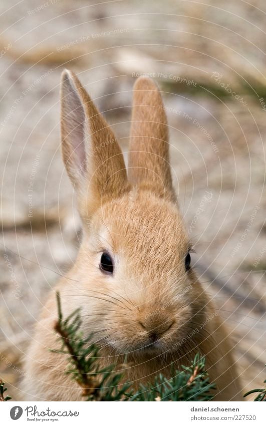 Osterhasi Tier Haustier 1 schön weich Ostern Osterhase Hase & Kaninchen Ohr Tierporträt Blick Blick in die Kamera Blick nach vorn Hasenohren Auge Nase hellbraun
