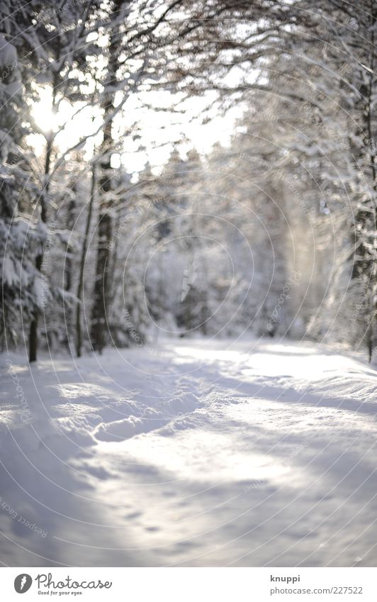 Spuren im Schnee Winter Umwelt Natur Landschaft Pflanze Sonnenlicht Schönes Wetter Baum Wald braun weiß bodennah kalt Menschenleer natürlich unbearbeitet