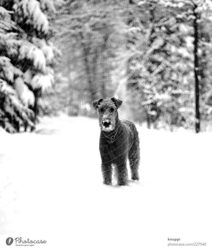 kaltschnäuzig Natur Sonnenlicht Winter Schnee Wald Tier Haustier Hund Tiergesicht Fell 1 stehen warten Neugier schwarz weiß achtsam Hundeblick Hundeschnauze