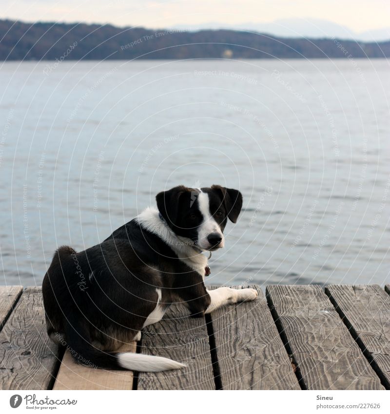 Ja bitte? Wasser Schönes Wetter Seeufer Starnberger See Steg Anlegestelle Tier Hund Tiergesicht 1 Erholung liegen Blick Zufriedenheit ruhig Einsamkeit