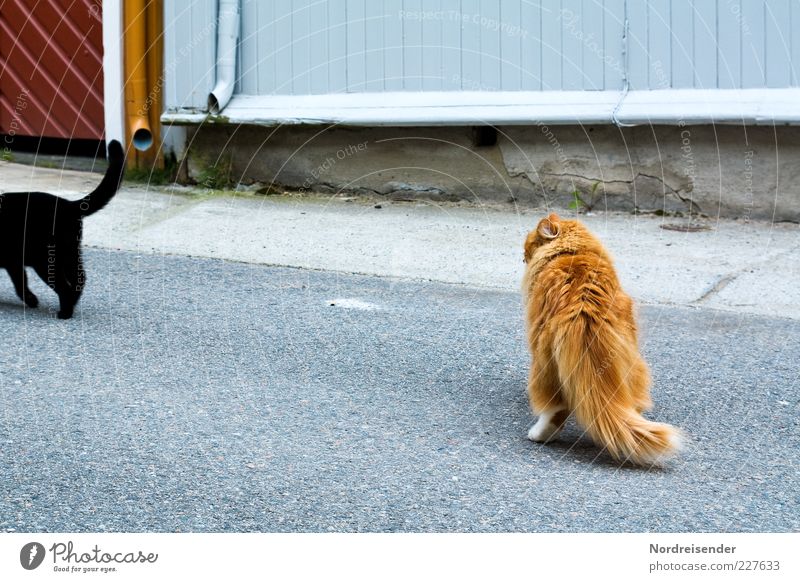 Macho schön Menschenleer Straße Tier Haustier Katze 2 Brunft beobachten kuschlig Neugier Begierde Sehnsucht Neid Partnerschaft Entschlossenheit Misserfolg