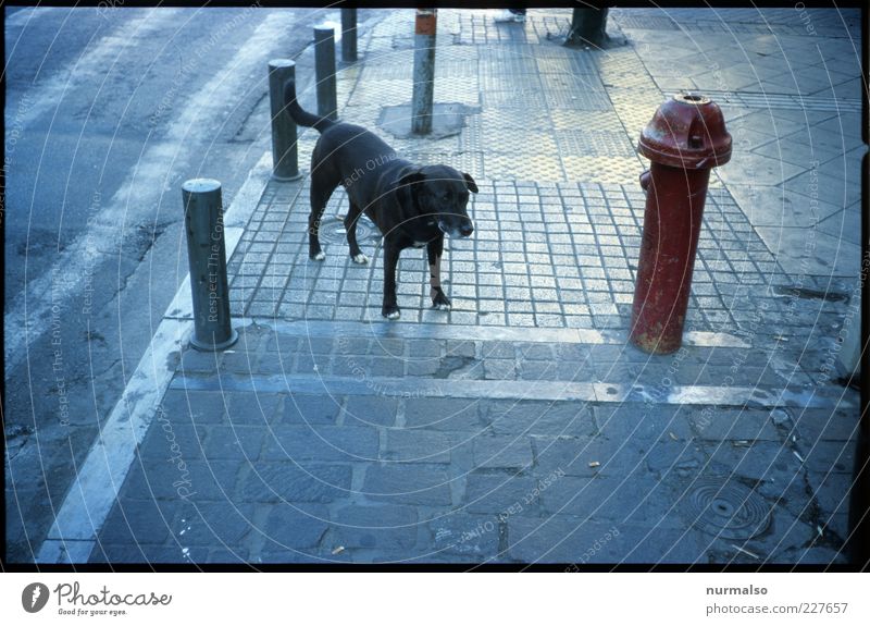 Hund & Hydrant Lifestyle Umwelt Straße Wege & Pfade Tier Haustier Stein Stahl Zeichen frei trashig trist unten Stadt wild Tierliebe Angst Surrealismus