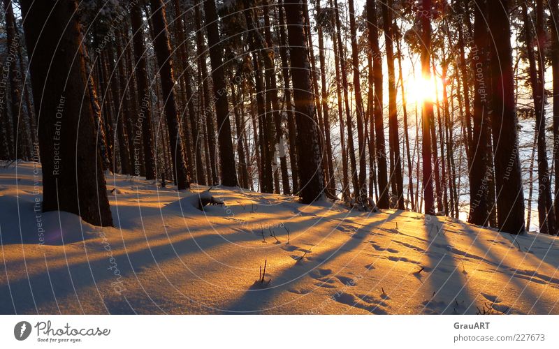 Der Schatten ist Zeuge des Lichts Natur Landschaft Sonnenaufgang Sonnenuntergang Winter Schnee Baum Wald Hügel Stimmung Vorfreude Sehnsucht Hoffnung Farbfoto