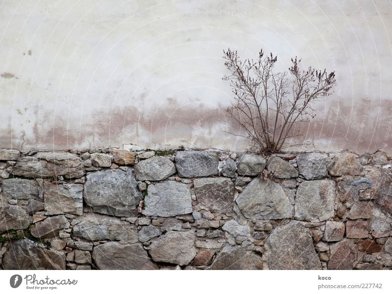 Warten auf den Frühling Natur Herbst Pflanze Sträucher Gebäude Mauer Wand Fassade Stein Beton alt verblüht dehydrieren Wachstum einfach trocken braun grau