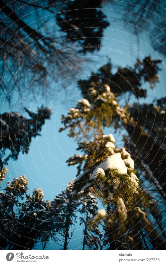 Ents Umwelt Natur Landschaft Pflanze Himmel Winter Schönes Wetter Eis Frost Schnee Baum Wald groß hoch kalt Baumkrone schwer hängend Ast Schneedecke schmelzen