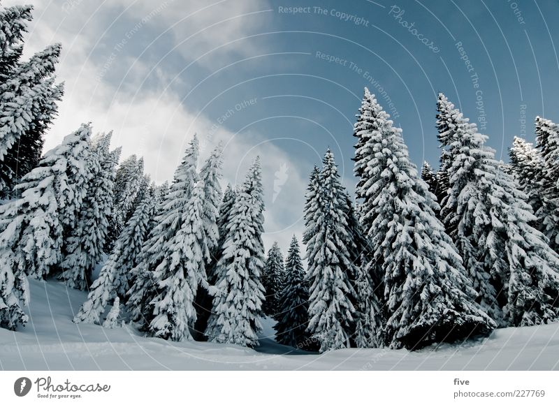 spitzentreffen Ferne Winter Schnee Skipiste Natur Landschaft Erde Himmel Wolken Pflanze Baum Wald Hügel Felsen Alpen kalt Farbfoto Außenaufnahme Tag Licht