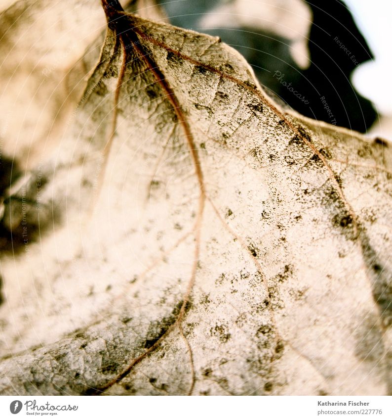 Zeitzeuge Winter Natur Herbst Blatt trocken braun Jahreszeiten getrocknet Unschärfe Blattadern durchleuchtet Sonnenlicht Textfreiraum Menschenleer vertrocknet