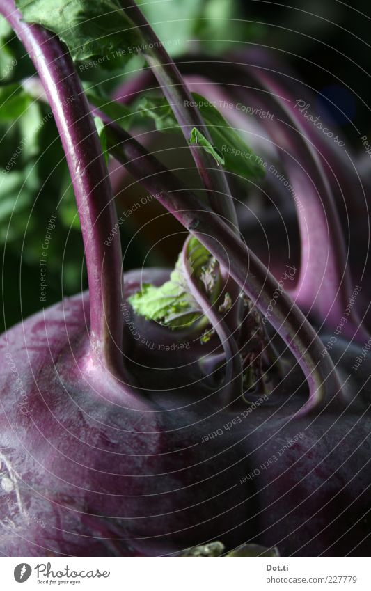 Kohlruby Lebensmittel Gemüse Ernährung Bioprodukte Vegetarische Ernährung frisch violett rot roh Stengel Blatt Vegane Ernährung Kohlrabi Knolle Farbfoto
