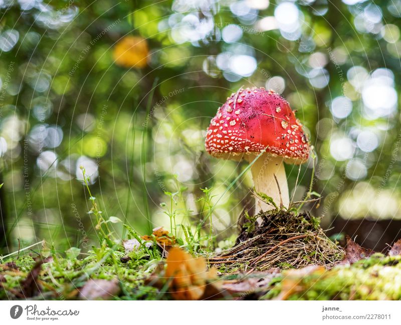 Fliegenpilz Umwelt Natur Pflanze Wald grün rot Pilz Waldboden Unschärfe bodennah Farbfoto Außenaufnahme Tag Licht Sonnenlicht Froschperspektive