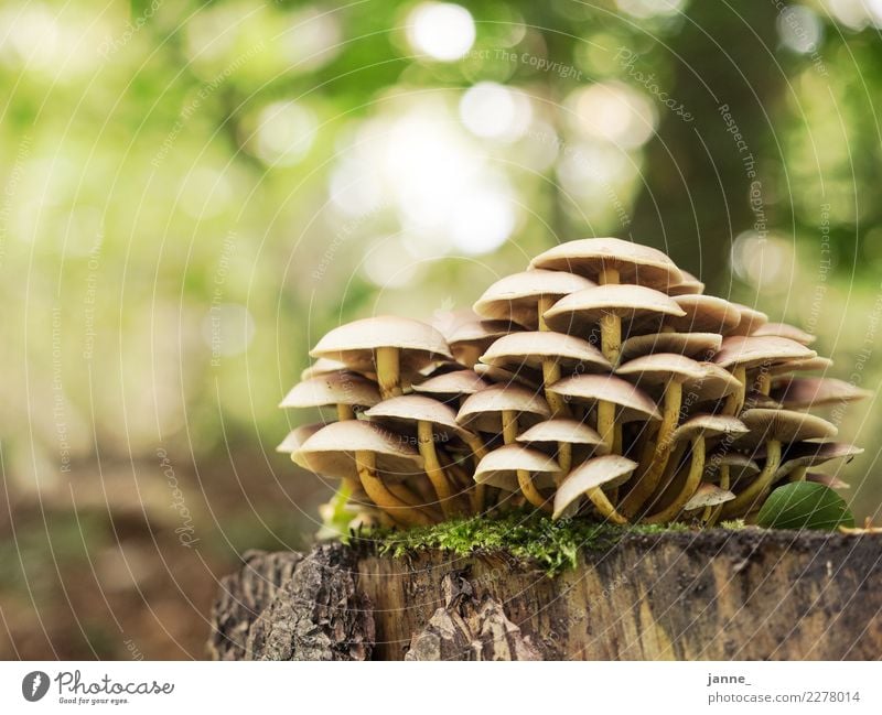 Pilze Natur Pflanze Herbst Wald gelb grün mushroom Farbfoto Nahaufnahme Menschenleer Textfreiraum links Textfreiraum oben Tag Licht Sonnenlicht