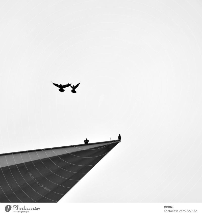 die zwei und zwei Umwelt Luft Himmel Tier Vogel 2 4 fliegen grau schwarz Krähe Flügel Silhouette Spitze Beton synchron Farbfoto Außenaufnahme Menschenleer