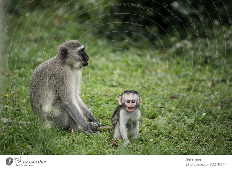 kleiner Quälgeist Ferien & Urlaub & Reisen Tourismus Abenteuer Ferne Freiheit Safari Expedition Sommer Umwelt Natur Tier Wildtier Tiergesicht Affen 2 Tierjunges