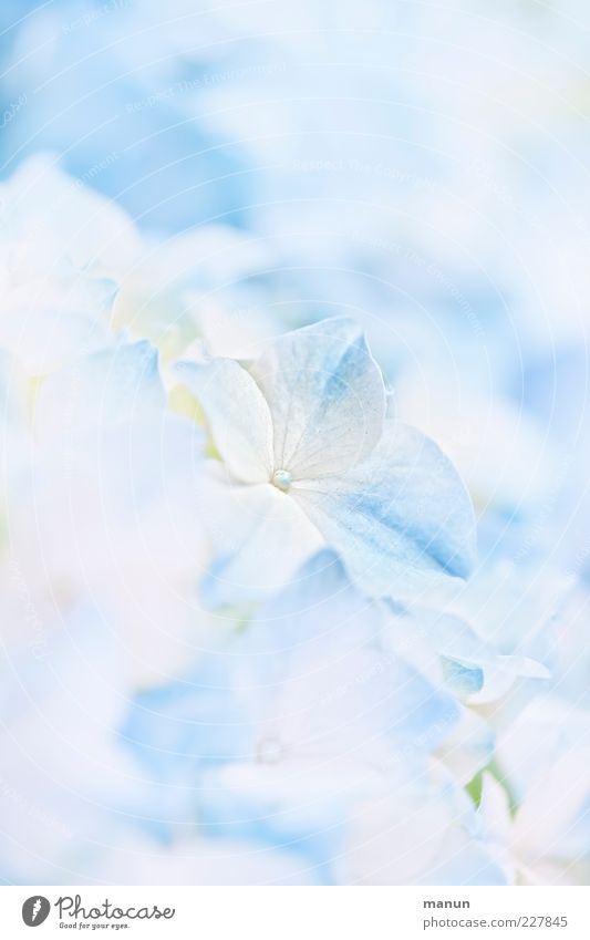 babyblau Natur Blume Blüte Hortensienblüte Hortensienblätter Duft hell schön Frühlingsgefühle ästhetisch Leichtigkeit hell-blau zart Farbfoto Nahaufnahme