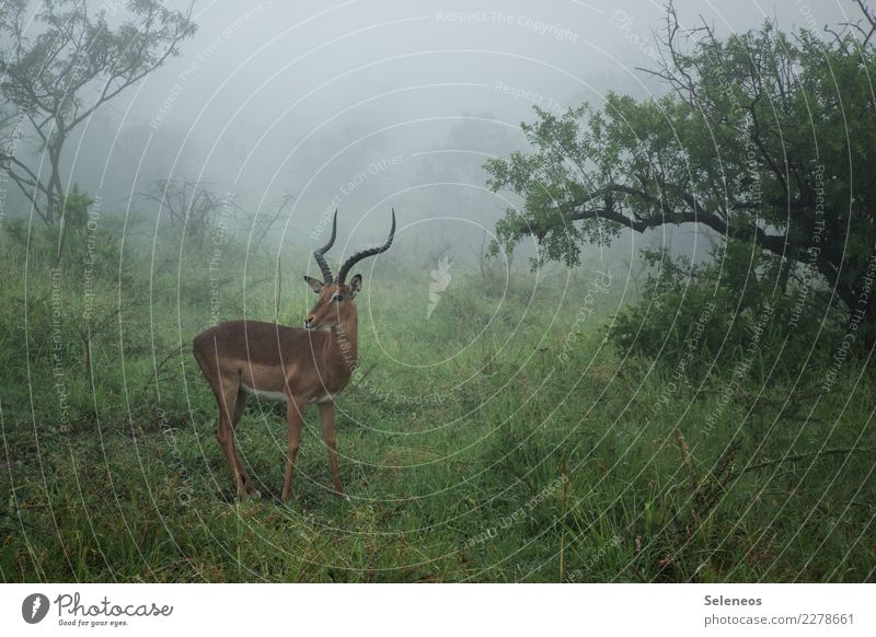 Regenzeit Ferien & Urlaub & Reisen Tourismus Ausflug Abenteuer Ferne Freiheit Safari Umwelt Natur Nebel Baum Sträucher Wald Südafrika Afrika Tier Wildtier Horn