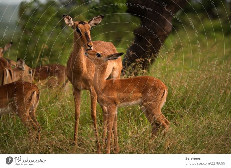 mütterliche Fürsorge Ferien & Urlaub & Reisen Tourismus Ausflug Abenteuer Ferne Freiheit Safari Expedition Sommer Umwelt Natur Tier Wildtier Impala Antilopen 2