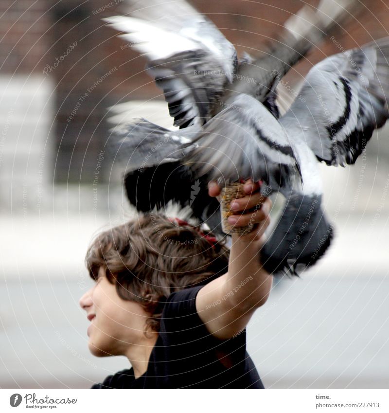 Taubenvereinssitzung Freude maskulin Junge Freundschaft Jugendliche Kopf Arme 1 Mensch 13-18 Jahre Kind T-Shirt Vogel Flügel Bewegung fliegen Fressen sitzen
