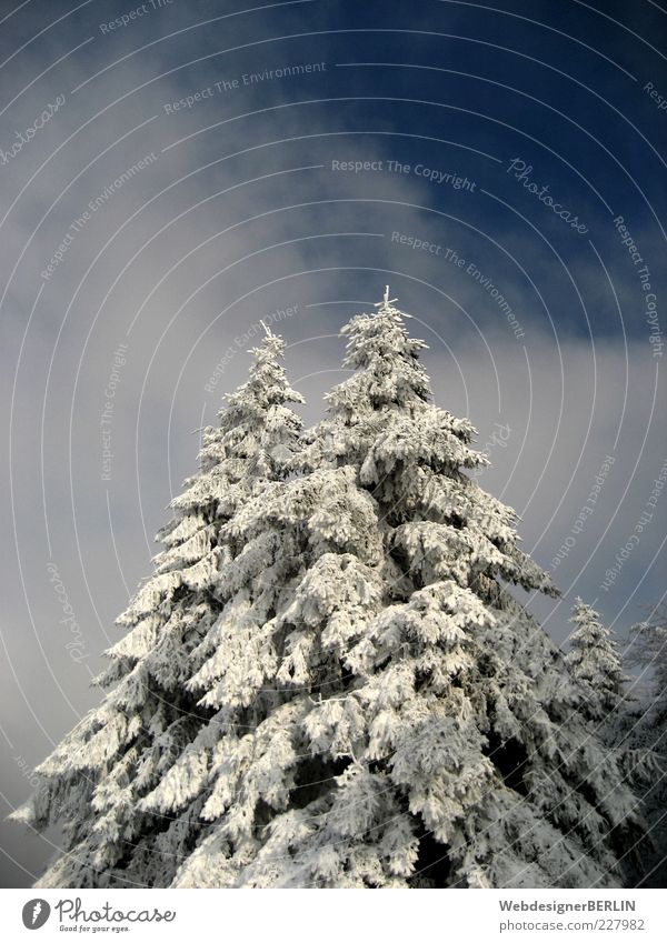 2 Tannenspitzen ragen empor Umwelt Natur Pflanze Himmel Wolken Baum blau weiß paarweise hoch oben Winter Idylle Schneelandschaft Tannenzweig Farbfoto