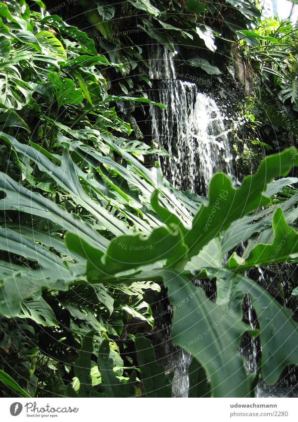 Wasserfall Urwald Wald grün Blatt