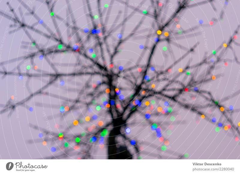 Zweige eines Baumes mit Weihnachtslichtern Design Winter Dekoration & Verzierung Lampe Feste & Feiern Weihnachten & Advent Kunst Natur Park Straße Ornament
