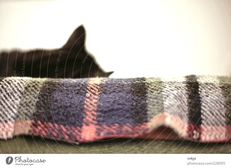 Eine Katze im Haus legalisiert das reine Nichtstun! :-D Haustier 1 Tier Decke Wolldecke Erholung genießen liegen schlafen kuschlig Zufriedenheit Geborgenheit