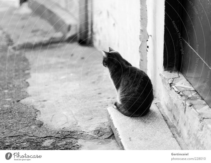 Was bringt der Tag? Treppe Tür Tier Katze Fell 1 sitzen warten Gelassenheit ruhig geduldig Herumtreiben Straßenkatze Schwarzweißfoto Außenaufnahme