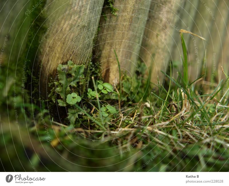 Pflanzentreffpunkt Holz-Palisade Erde Gras Moos Blatt Unkraut grasgrün Wiese Duft Wachstum alt frisch weich braun Tapferkeit selbstbewußt Trauer Beet feucht