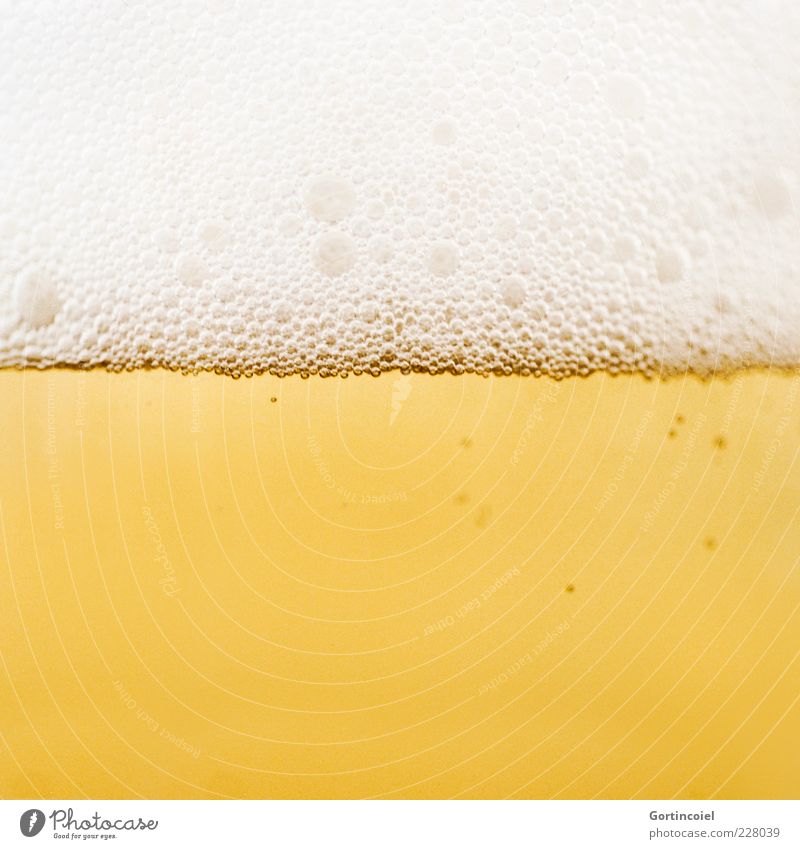 Zum Wohl Lebensmittel Getränk Alkohol Bier lecker gelb gold Bierschaum Alkoholsucht Farbfoto Nahaufnahme Detailaufnahme Makroaufnahme Textfreiraum unten