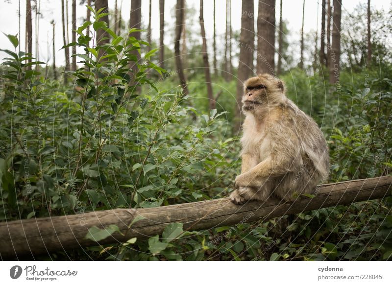 Affig Umwelt Natur Wald Tier Zoo einzigartig ruhig Affen sitzen Holzpfahl affenwald Fell friedlich ungefährlich Blick Farbfoto Außenaufnahme Menschenleer