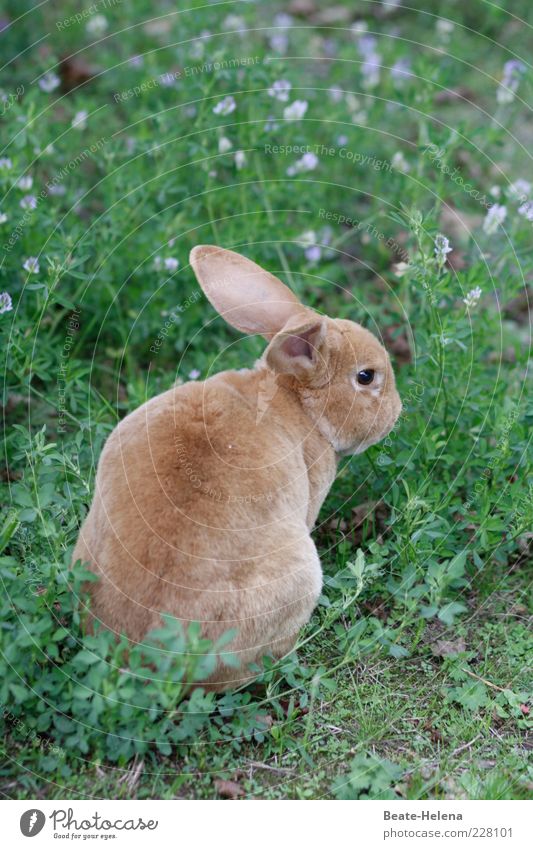 Die Zeit wird kommen! Natur Frühling Sommer Schönes Wetter Blume Gras Wildtier Fell 1 Tier beobachten sitzen ästhetisch natürlich niedlich positiv schön braun