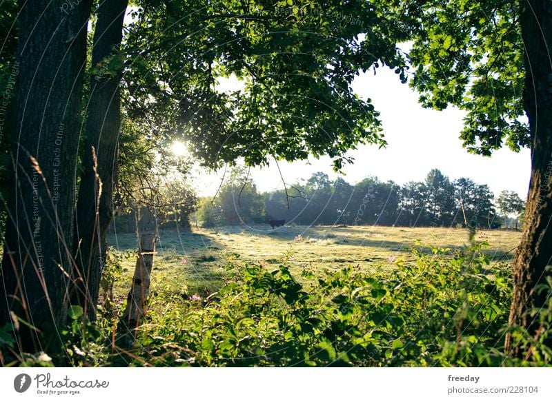 Guten Morgen! Umwelt Natur Landschaft Pflanze Wolkenloser Himmel Frühling Sommer Klima Schönes Wetter Nebel Baum Gras Sträucher Moos Blatt Grünpflanze