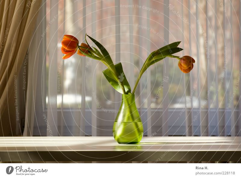 Sonnengruß Lifestyle Blume Tulpe Vase Blühend leuchten grün Lebensfreude Stillleben ruhig Gardine Tisch Farbfoto Innenaufnahme Menschenleer Licht Schatten