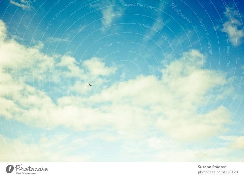 up fliegen Wolken Wolkenhimmel sommerlich blau Farbfoto Außenaufnahme Menschenleer Kontrast Sonnenlicht Weitwinkel Blick nach oben nur Himmel Wolkenformation