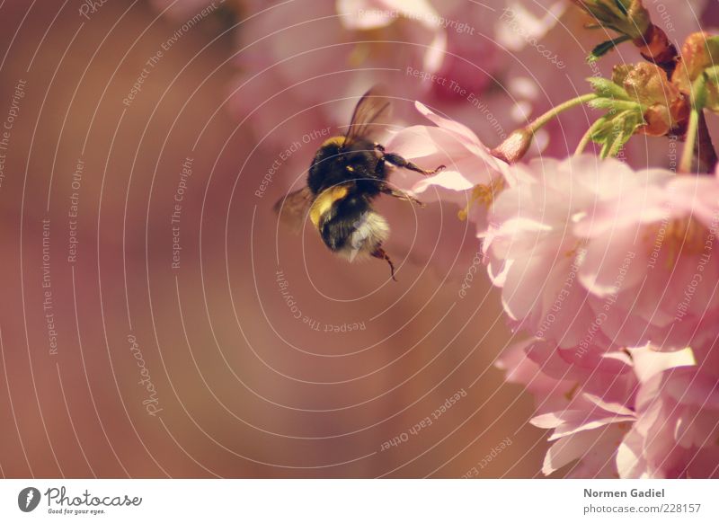 bumblebee Umwelt Natur Frühling Tier Hummel Frühlingsgefühle Farbfoto Außenaufnahme Makroaufnahme Tag Licht Sonnenlicht Unschärfe Blütenblatt rosa Rückansicht