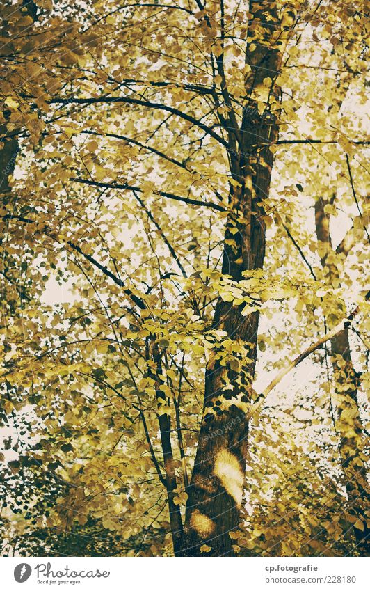 Im Wald Natur Pflanze Himmel Sommer Herbst Baum Blatt Wachstum Laubbaum Baumstamm Farbfoto Tag Abend Licht Schatten Kontrast Sonnenlicht Sonnenstrahlen
