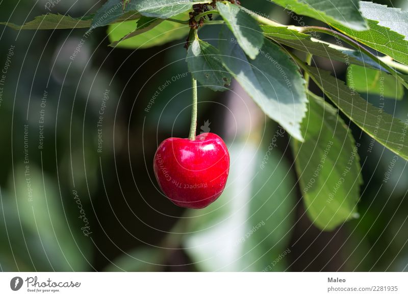 Kirsche Beeren Baum Zweig Blatt rot grün sauer süß Frucht Lebensmittel frisch Ausgrenzung reif Natur Gesunde Ernährung organisch saftig Makroaufnahme Dessert