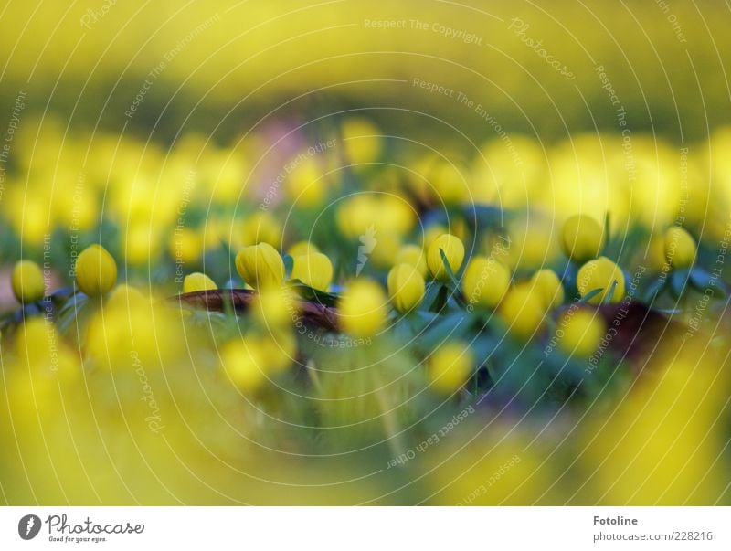 Leuchtfeuer Umwelt Natur Pflanze Frühling Blume Blatt Blüte Wildpflanze hell natürlich gelb leuchten Winterlinge Frühblüher Farbfoto mehrfarbig Außenaufnahme