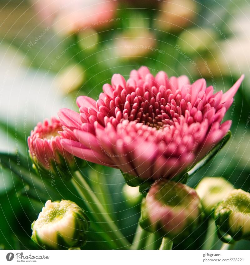 springtime Umwelt Natur Pflanze Frühling Blume Blüte Blühend Wachstum einfach frisch schön rosa Pflanzenteile Farbfoto Nahaufnahme Detailaufnahme Makroaufnahme
