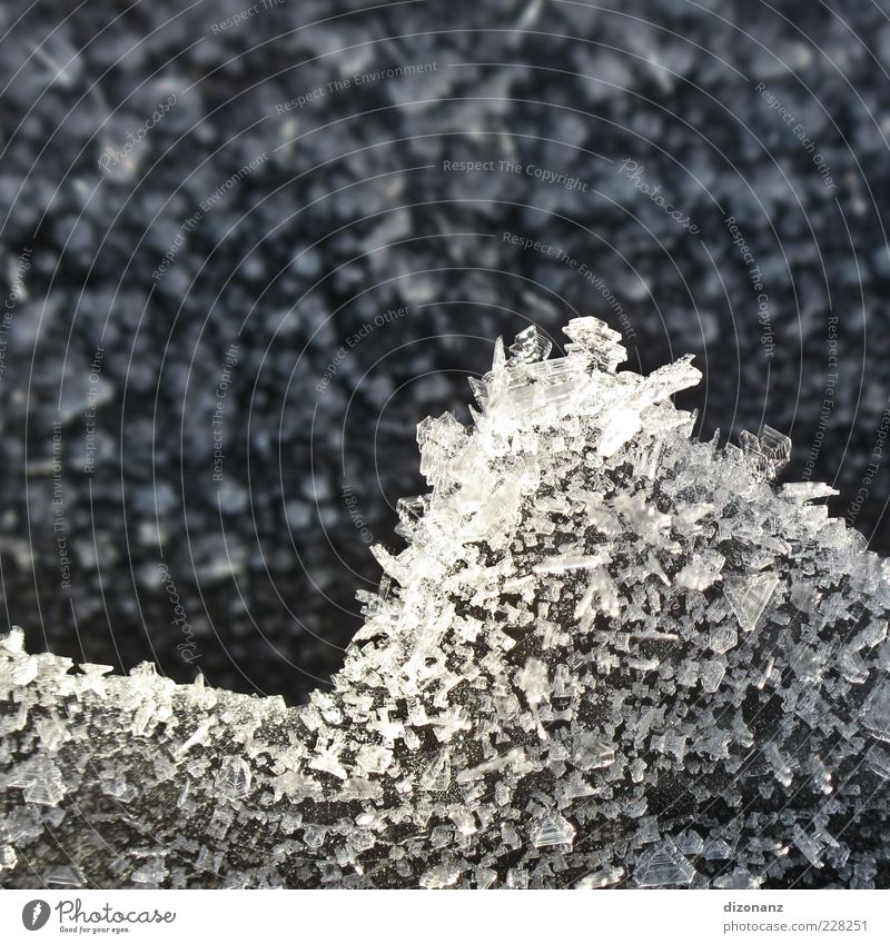 Frostbilanz Natur Wasser Winter Wetter Eis ästhetisch eckig kalt Spitze schwarz weiß einzigartig Klima Umwelt Wachstum Kristallstrukturen Eiskristall Farbfoto