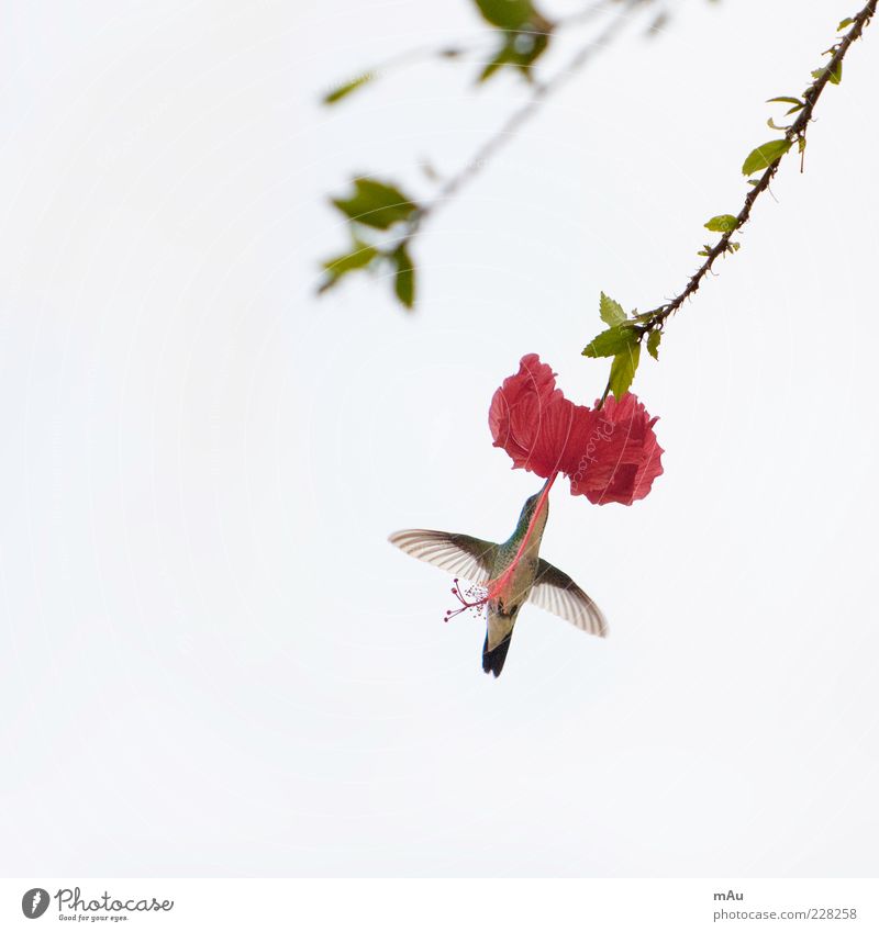 Beija Flor .3 Natur Tier Blume Blüte exotisch Vogel 1 fliegen Fressen Brasilien Kolibris Farbfoto Außenaufnahme Morgen Froschperspektive Tierporträt Vogelflug