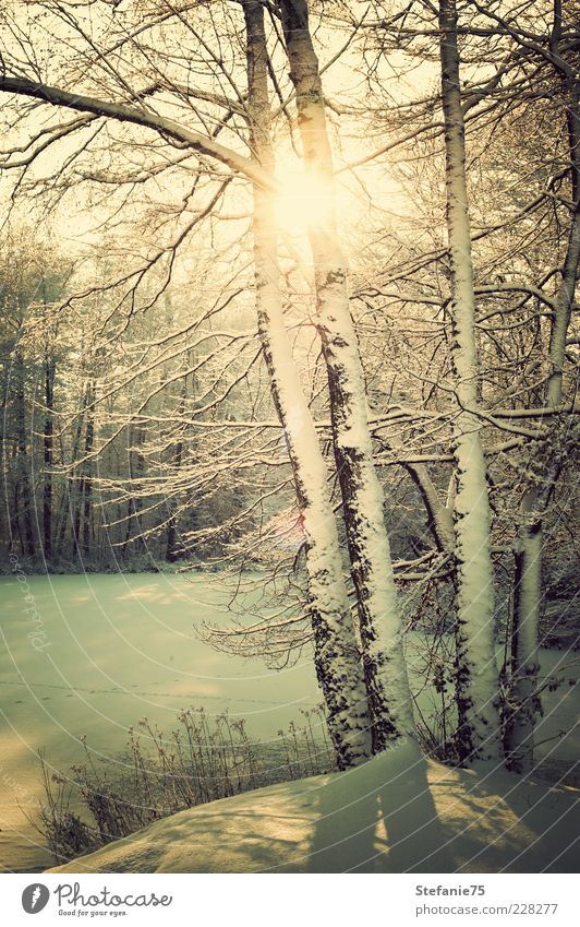 Wintersonne Natur Landschaft Urelemente Sonne Sonnenlicht Schönes Wetter Eis Frost Schnee Baum Gras Park Wald Fluss atmen Denken frieren genießen träumen