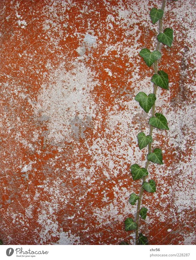 festhalten Natur Efeu Blatt Mauer Wand Wachstum braun grün weiß Farbfoto Außenaufnahme Starke Tiefenschärfe Ranke Menschenleer