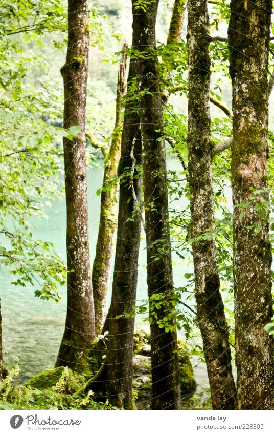 Bäume Umwelt Natur Sommer Pflanze Baum Blatt Wald natürlich Klima Farbfoto mehrfarbig Außenaufnahme Tag Seeufer Menschenleer Baumstamm Sonnenlicht