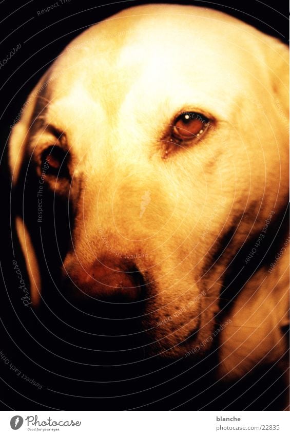 luna Hund Labrador Haustier Kopf