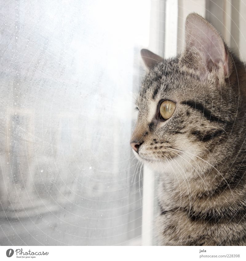 800 | schmusetiger Tier Haustier Katze 1 schön beobachten Fenster Glas Scheibe Hauskatze Farbfoto Innenaufnahme Menschenleer Textfreiraum links Tag Licht