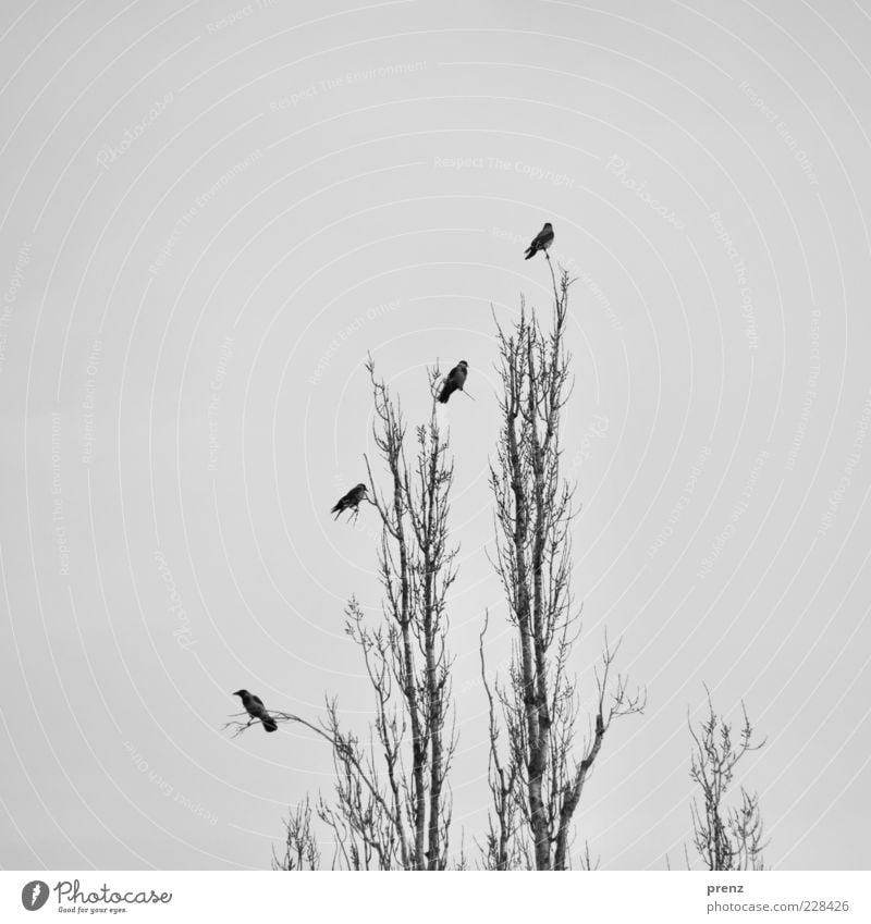 Vier Vögel Umwelt Natur Pflanze Tier Luft Wetter Baum Vogel 4 Tiergruppe Holz Blick grau schwarz Krähe Linie Reihe hoch Himmel Ast Zweige u. Äste Farbfoto