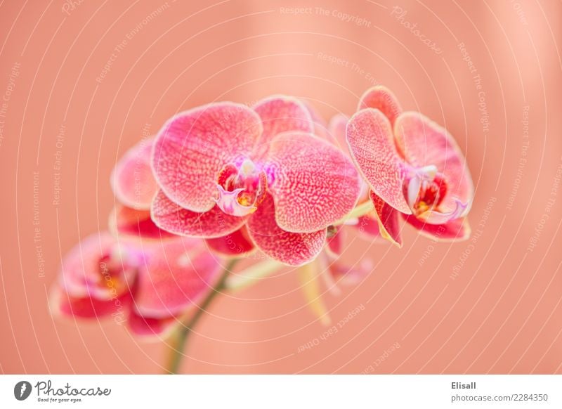 Tropische Orchideenpflanze Natur Pflanze elegant Orchideenblüte Botanik Pastellton exotisch tropisch Blume Blütenpflanze Garten Gartengeräte Außenaufnahme